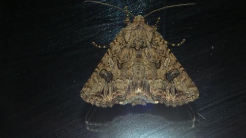 Anarta pugnax